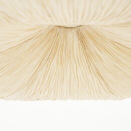 Productfoto voor 