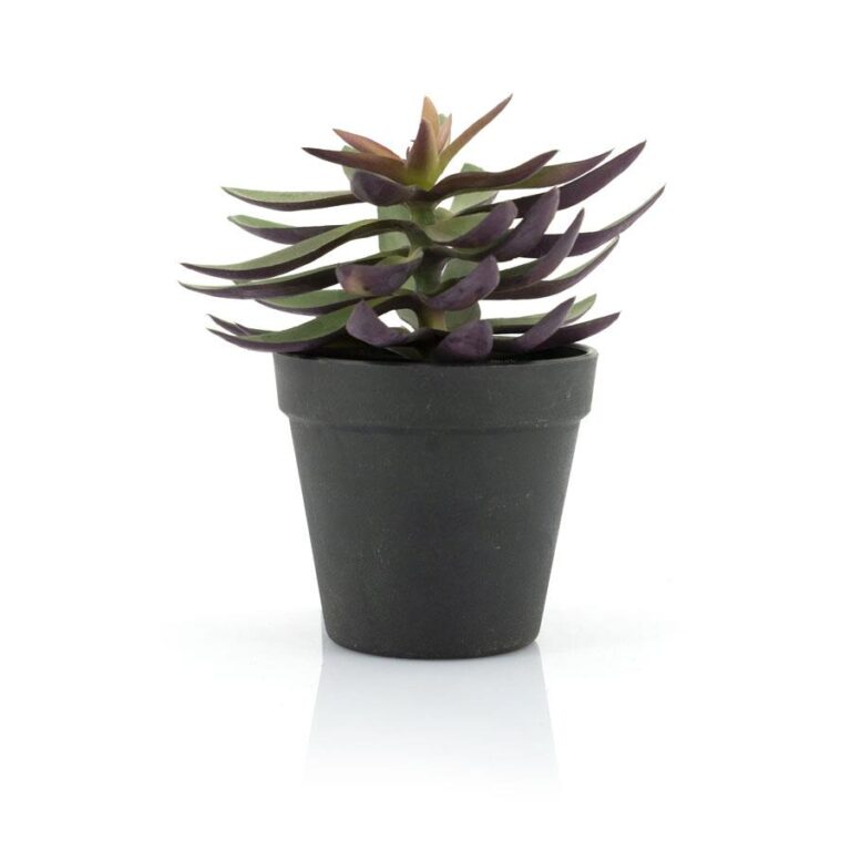403114 Succulent