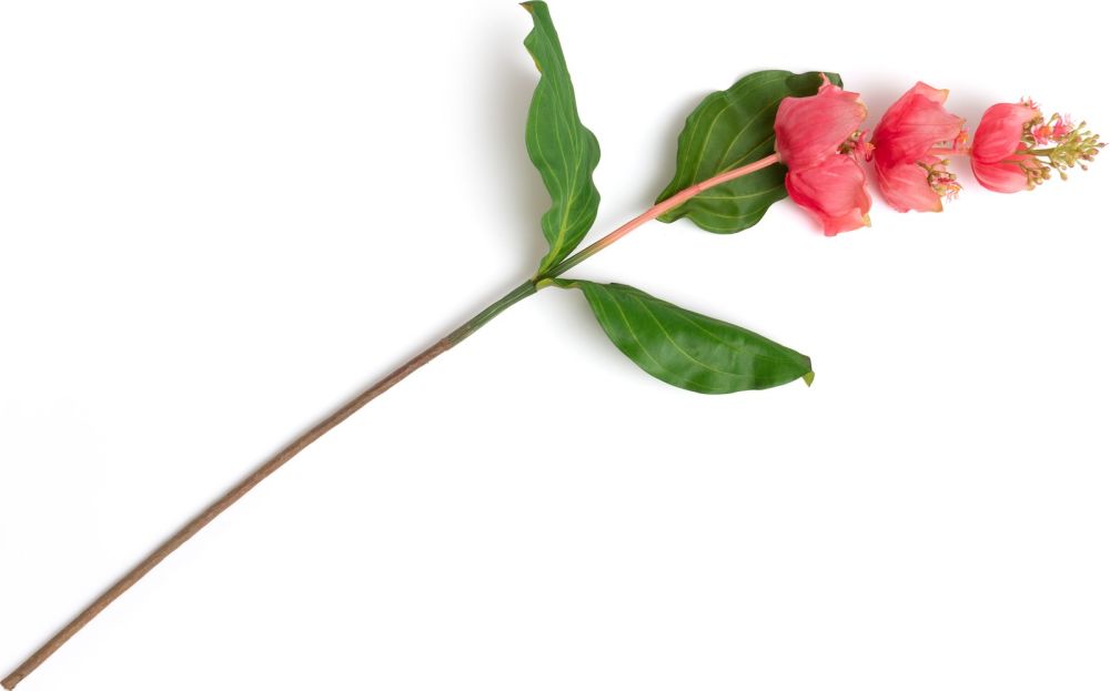Medinilla Spray kunstbloem H110cm - Oranje