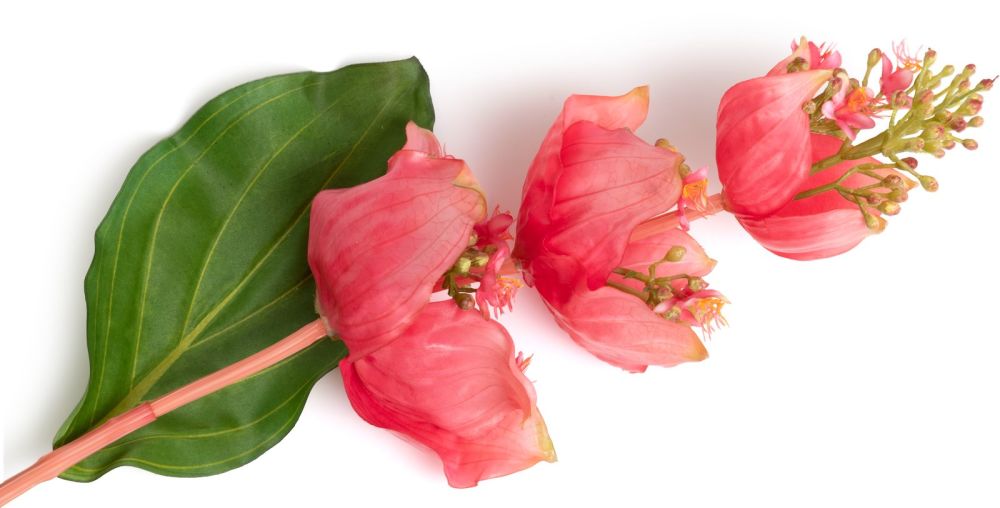 Medinilla Spray kunstbloem H110cm - Oranje - Afbeelding 2
