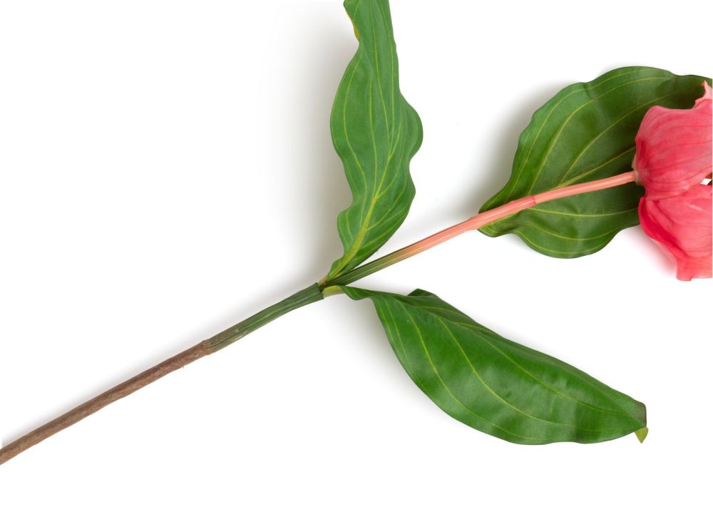 Medinilla Spray kunstbloem H110cm - Oranje - Afbeelding 3