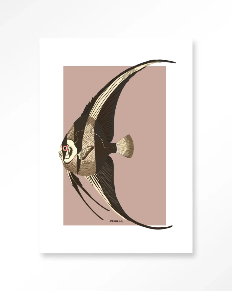 24005-mola-mola Mola Mola