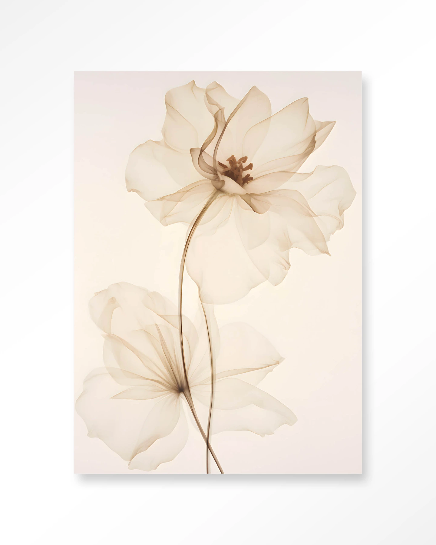 White Flowers