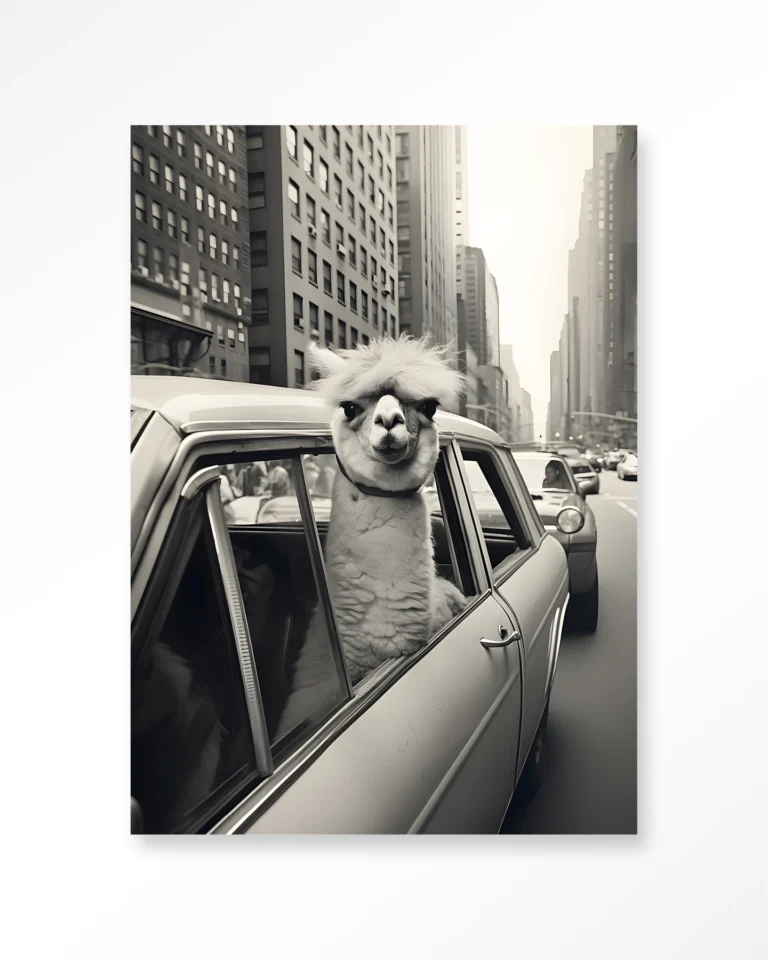 Alpaca In NY