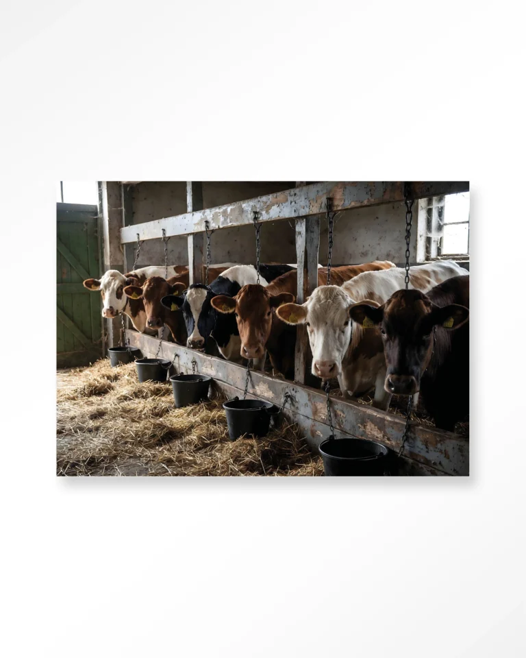 The Cow Barn