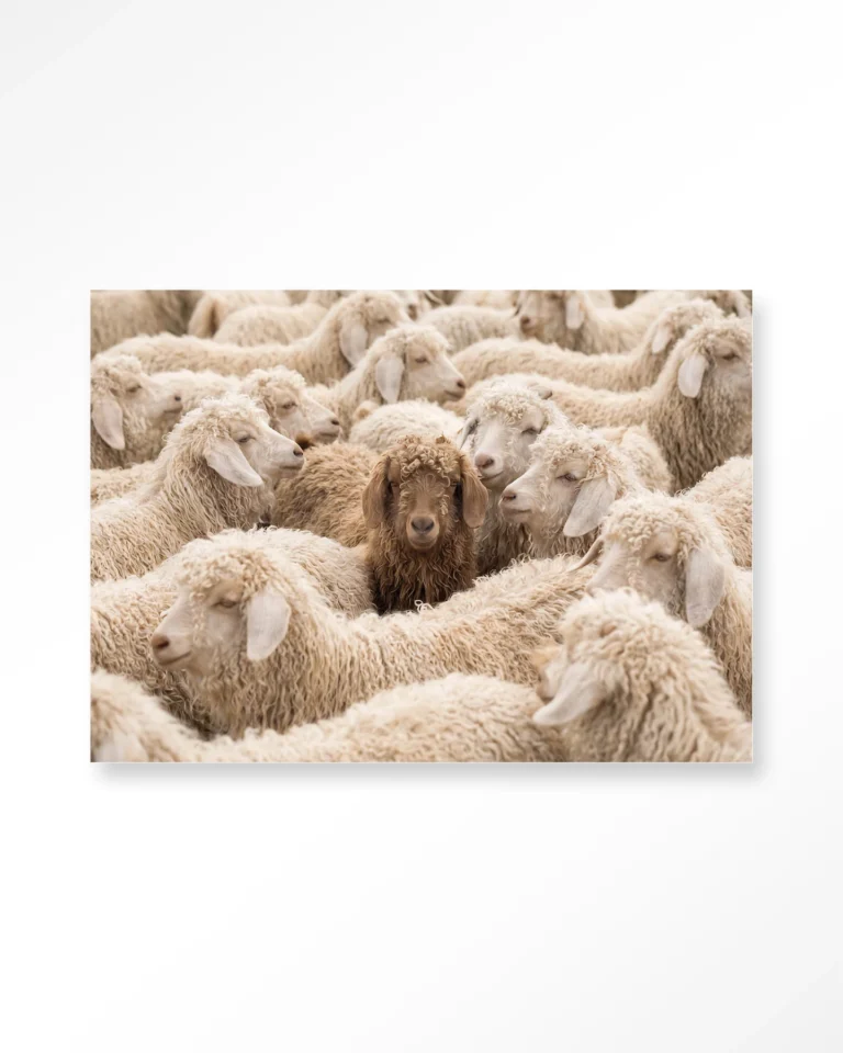 The Herd