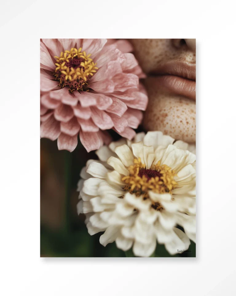 25398-zinnia Zinnia